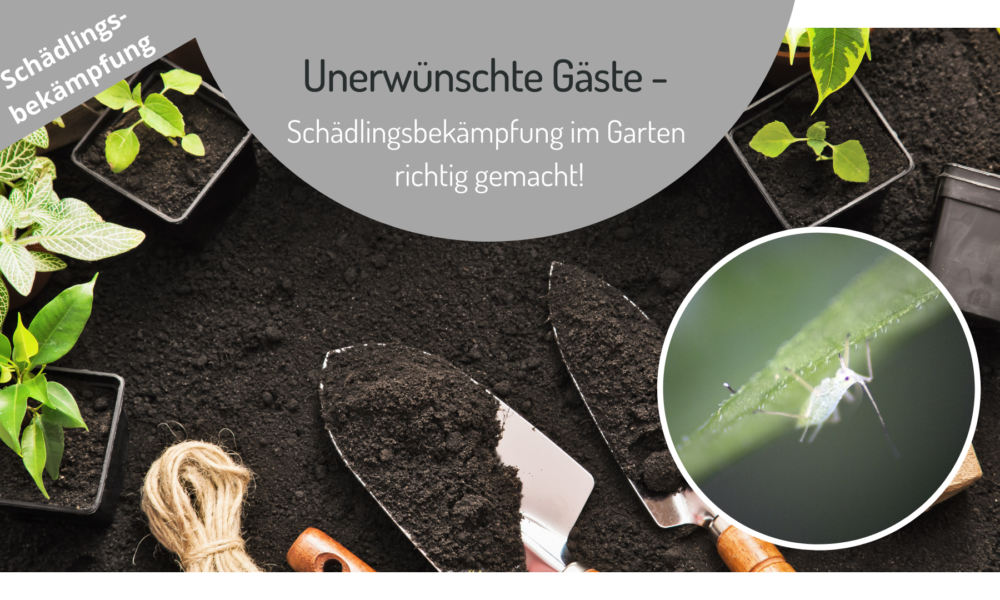 Unerwünschte Gäste Schädlingsbekämpfung im Garten richtig gemacht