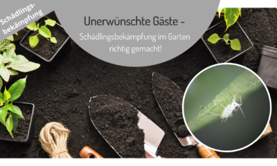 Schädlingsbekämpfung im Garten